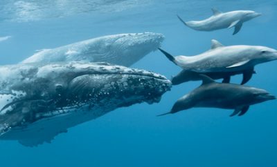 Whales & Dolphins Combo